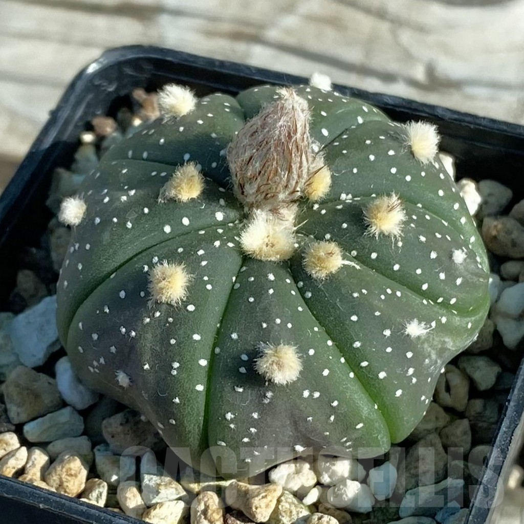 SH7941 Astrophytum asterias hybrid
