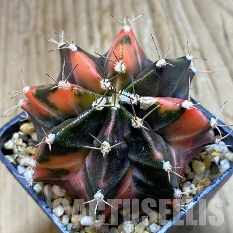 SH7985 Gymnocalycium mihanovichii f. variegata, seedling