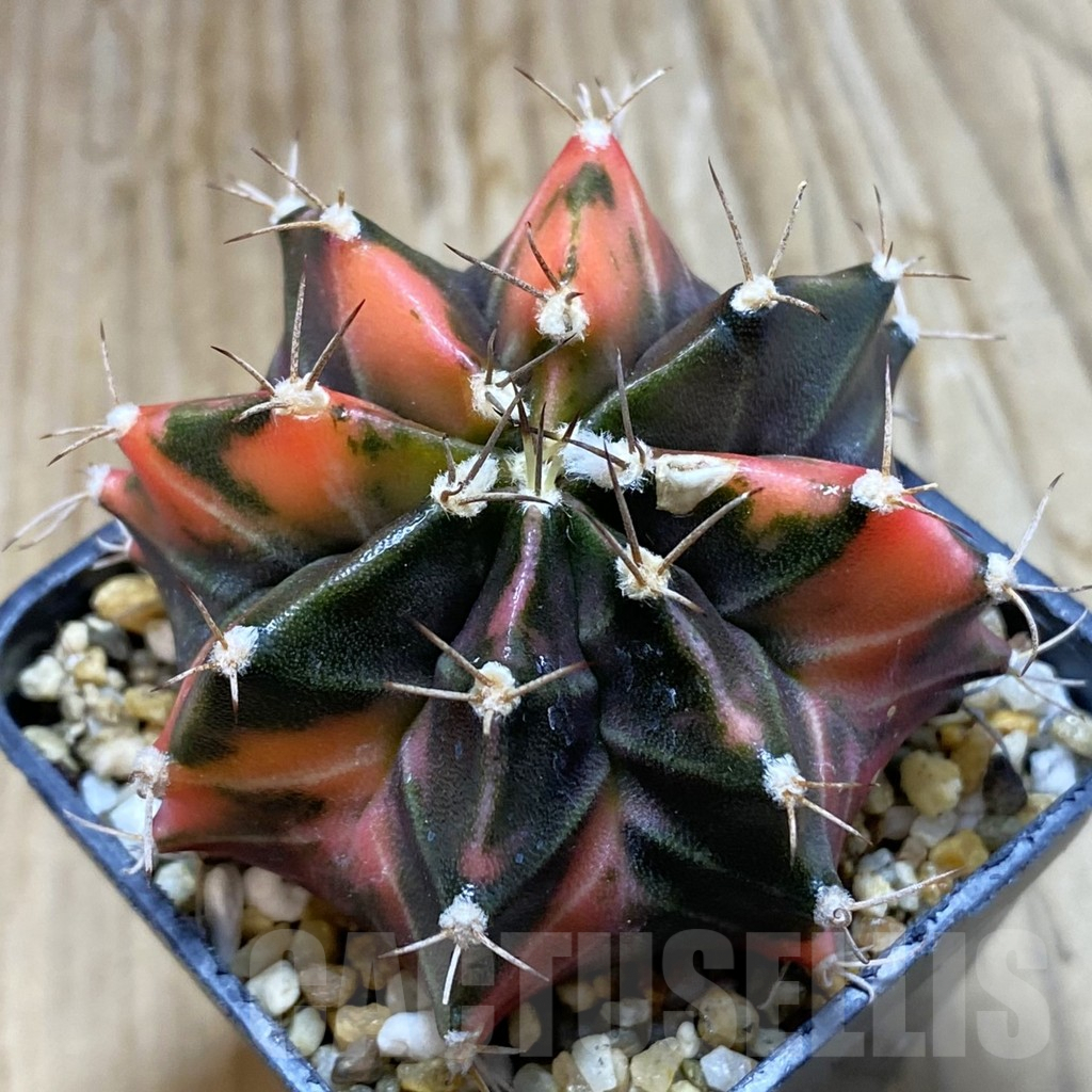SH7985 Gymnocalycium mihanovichii f. variegata, seedling