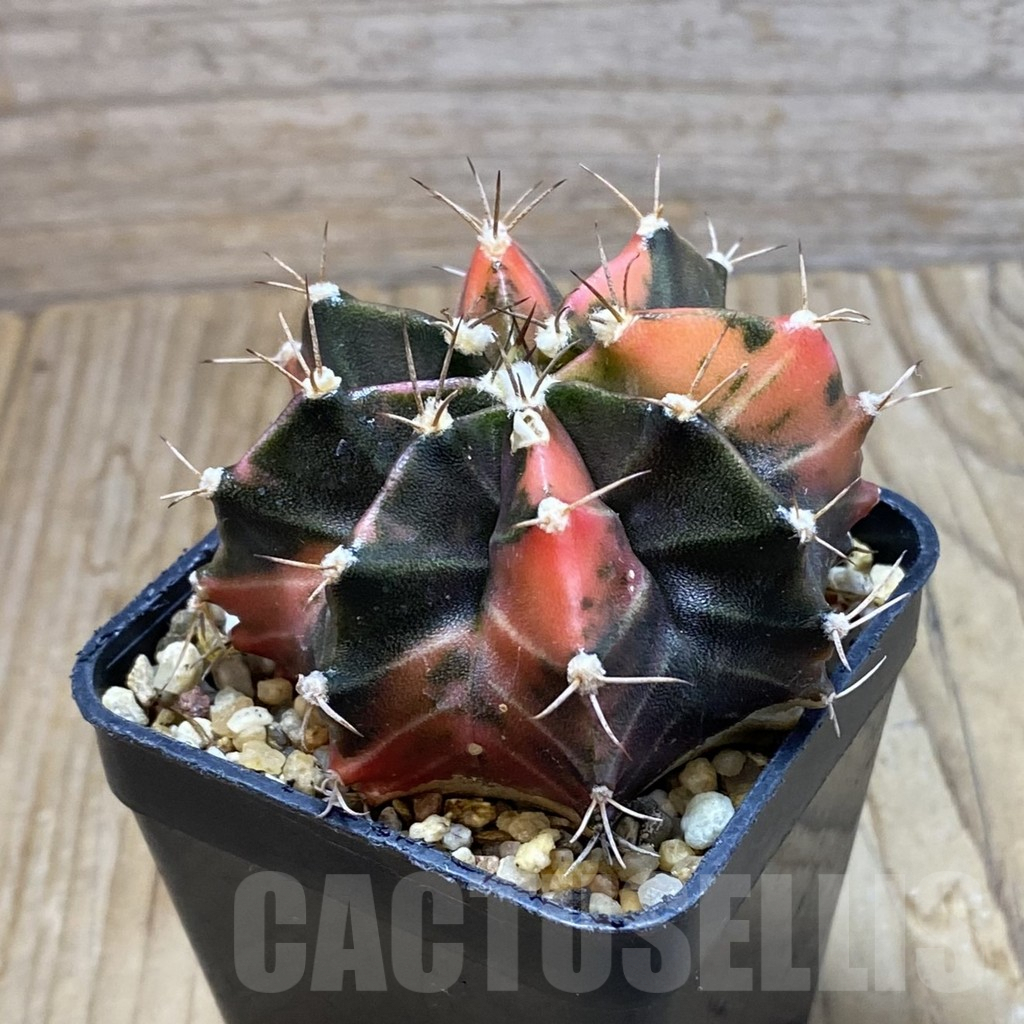 SH7985 Gymnocalycium mihanovichii f. variegata, seedling - Image 2