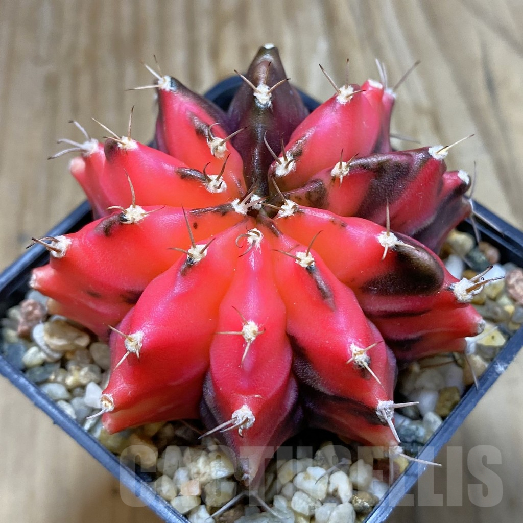 SH7986 Gymnocalycium mihanovichii f. variegata, seedling