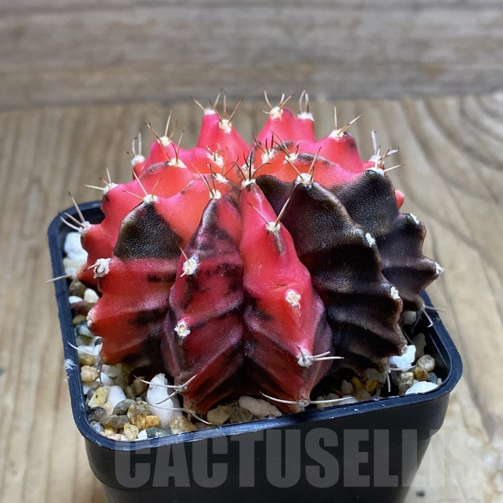 SH7986 Gymnocalycium mihanovichii f. variegata, seedling - Image 2