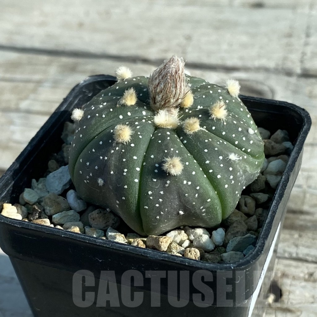 SH7941 Astrophytum asterias hybrid - Image 2