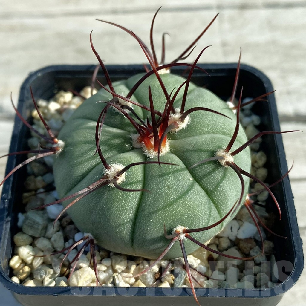 SH7936 Gymnocalycium cabreraense VOS 2122