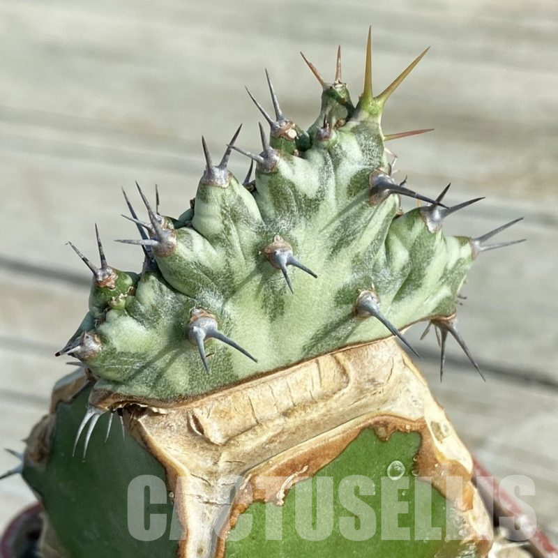 SH7945 Euphorbia horwoodii f. cristata, grafted