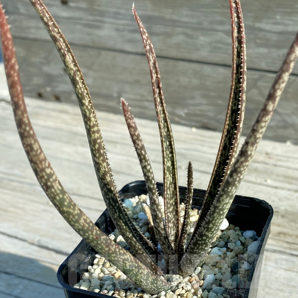 SH7946 Aloe albiflora, white flower