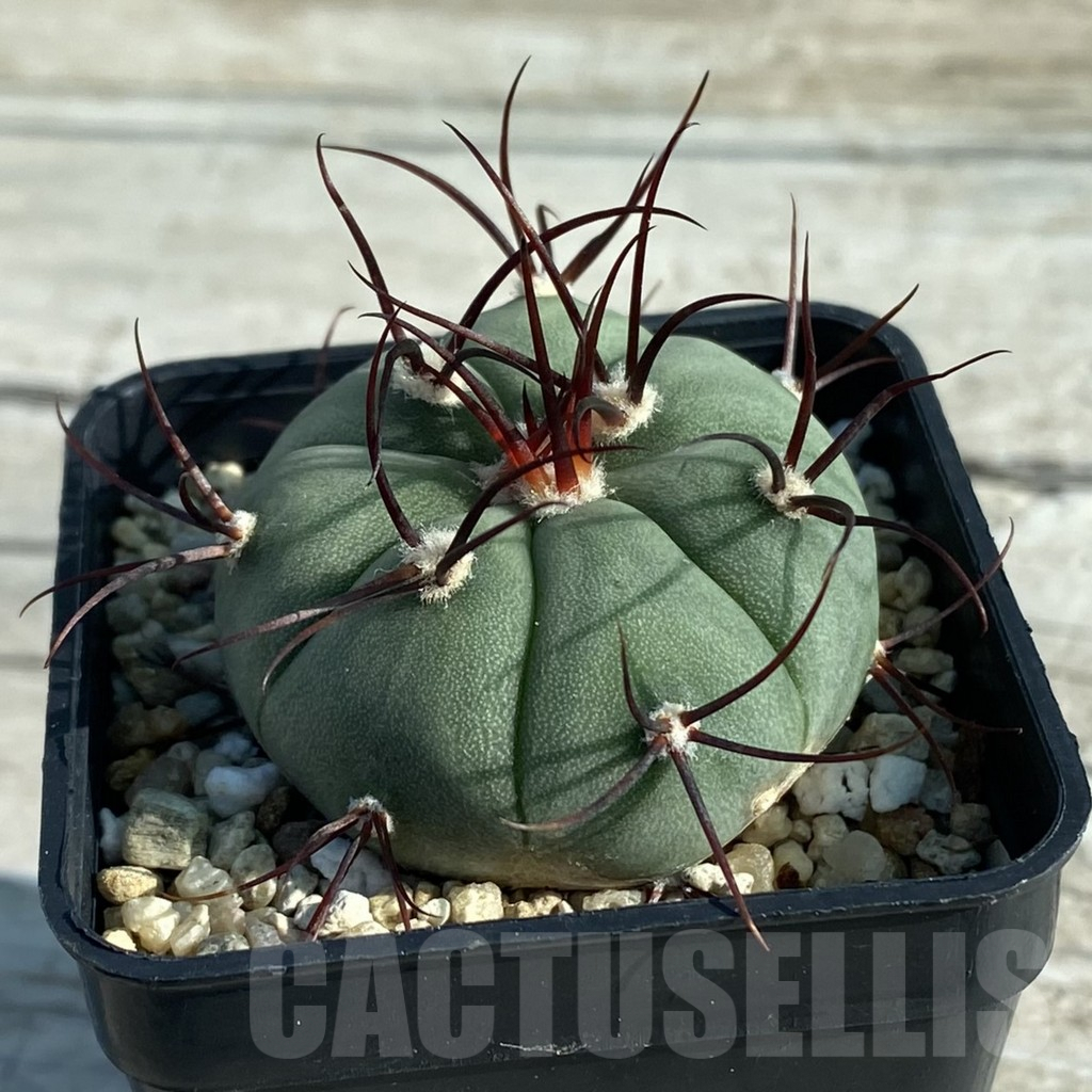 SH7936 Gymnocalycium cabreraense VOS 2122 - Image 2