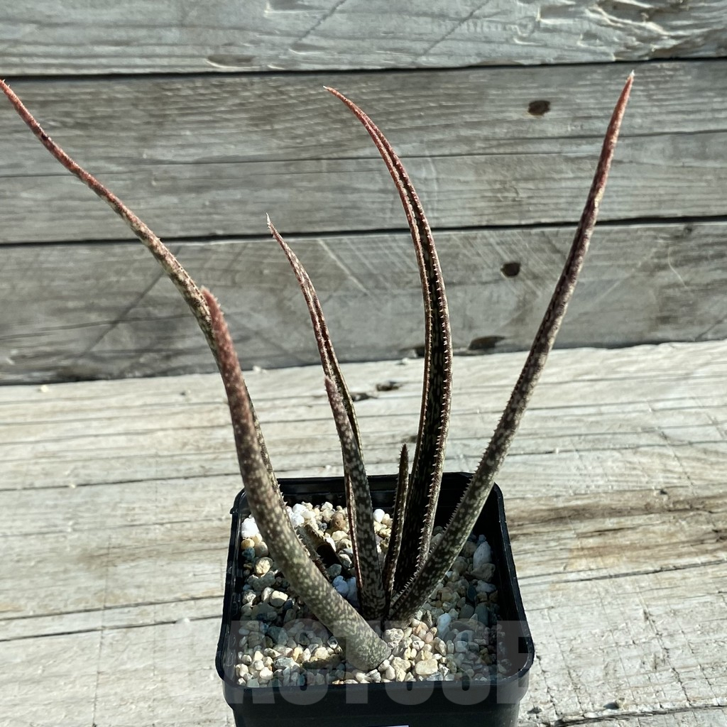 SH7946 Aloe albiflora, white flower - immagine 2