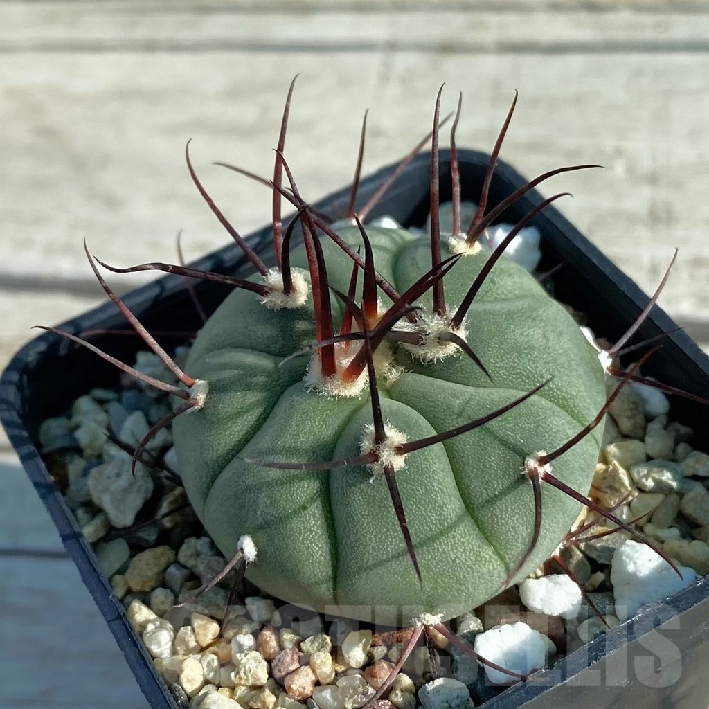 SH7937 Gymnocalycium cabreraense VOS 2122