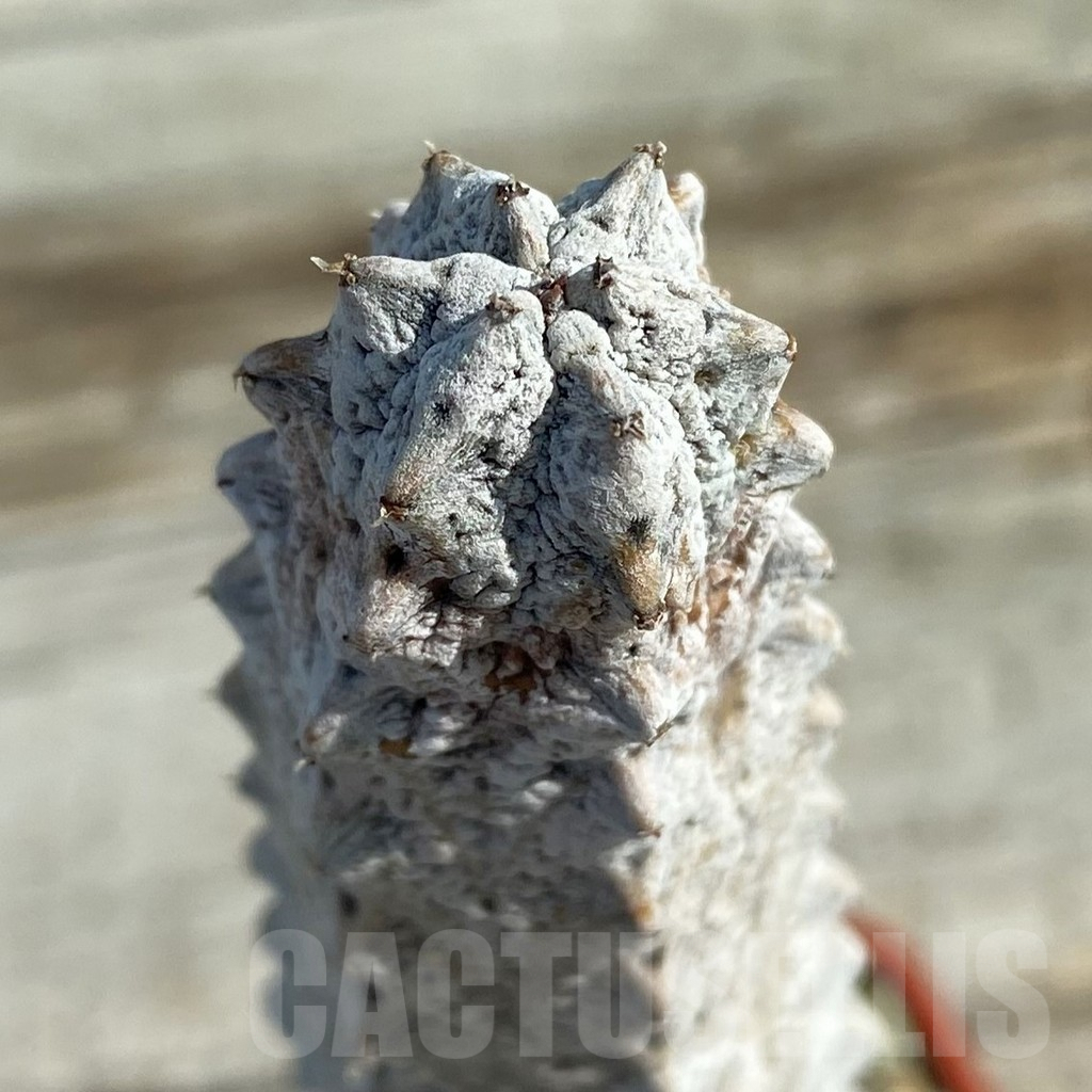 SH7953 Euphorbia abdelkuri