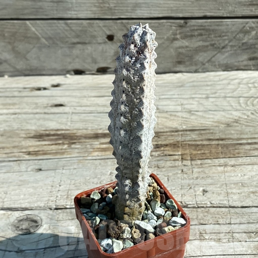 SH7953 Euphorbia abdelkuri – Bild 2