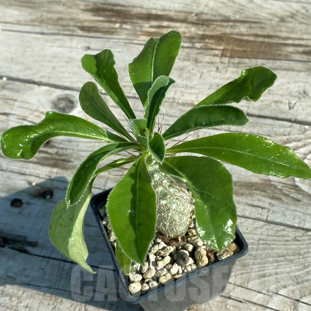 SH7955 Pachypodium saundersii - Imagen 2