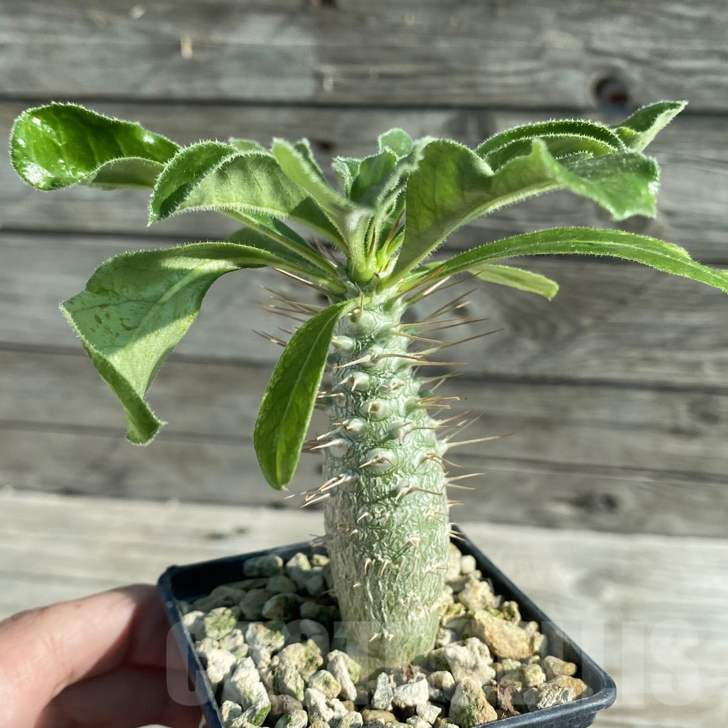 SH7955 Pachypodium saundersii