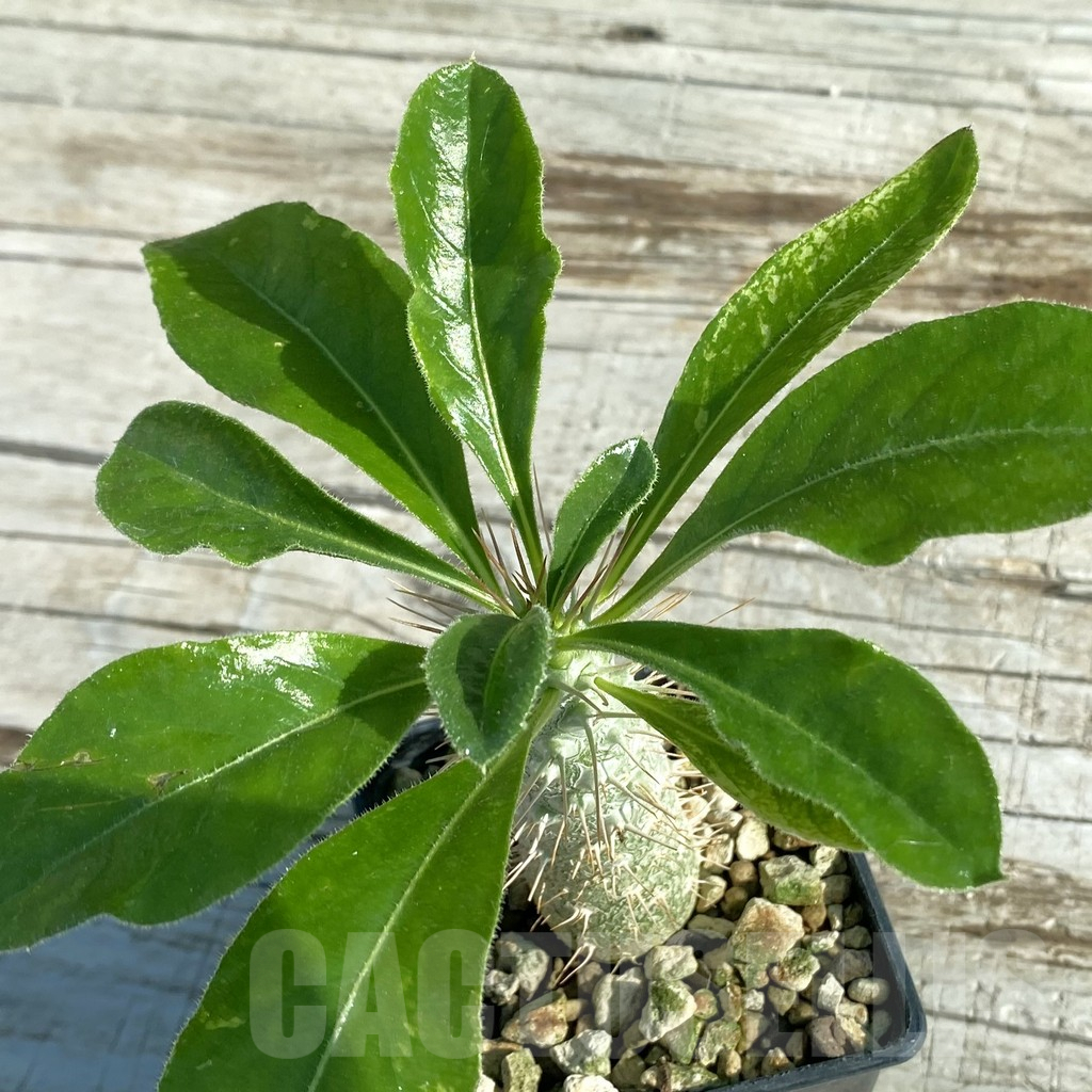 SH7956 Pachypodium saundersii
