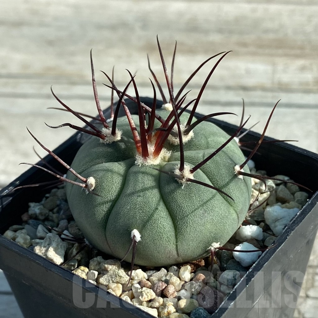 SH7937 Gymnocalycium cabreraense VOS 2122 - Image 2