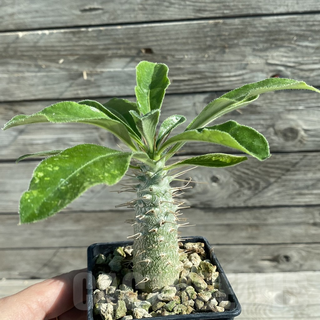SH7956 Pachypodium saundersii - Imagen 2