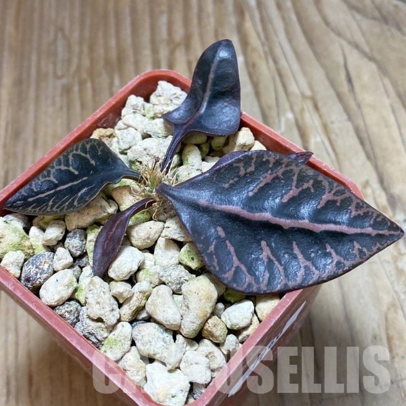 SH7960 Euphorbia francoisii hybrid