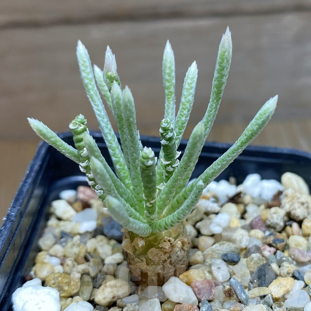 SH7963 Avonia alstonii, pink flower