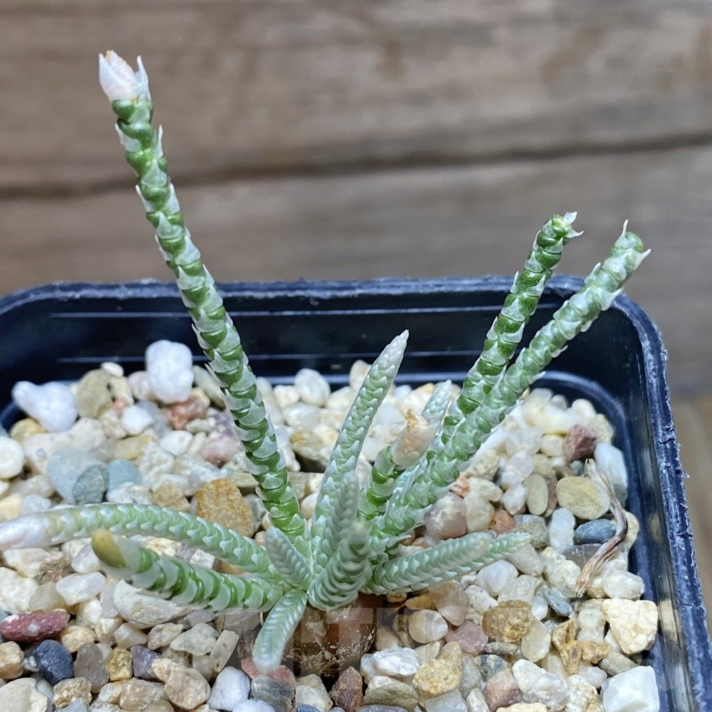 SH7964 Avonia alstonii, white flower