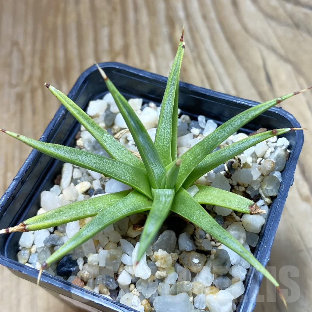 SH7966 Agave albopilosa