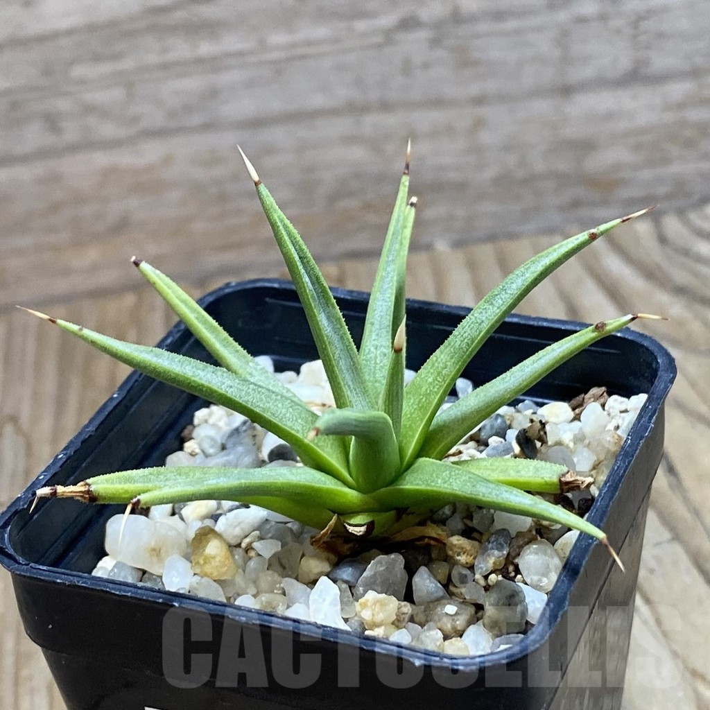 SH7966 Agave albopilosa - Image 2