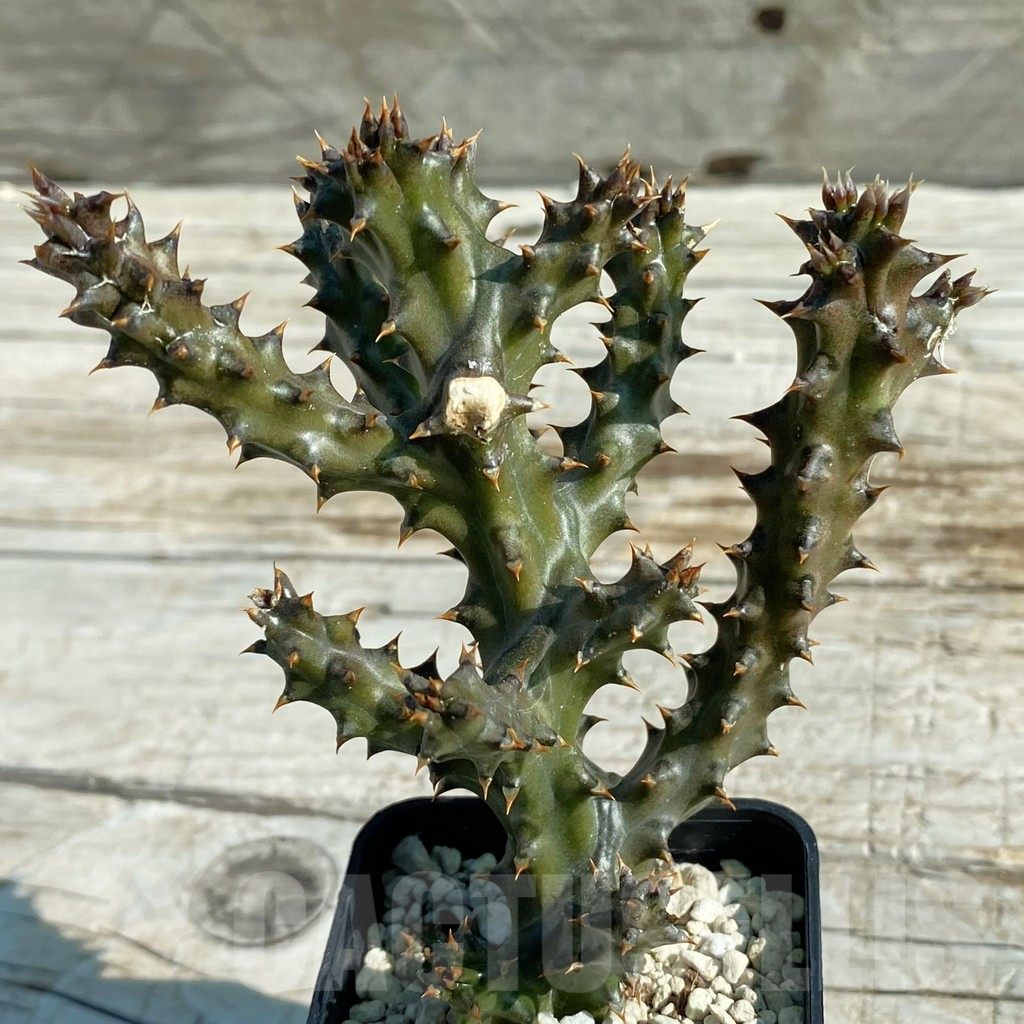 SH7967 Edithcolea grandis - Image 2