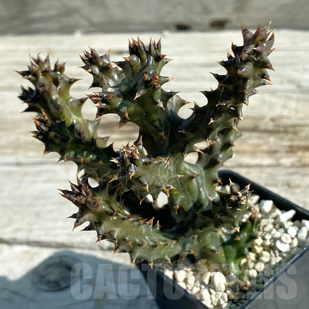 SH7967 Edithcolea grandis