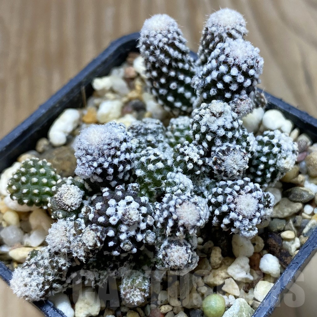 SH7968 Copiapoa tenuissima f. monstruosa