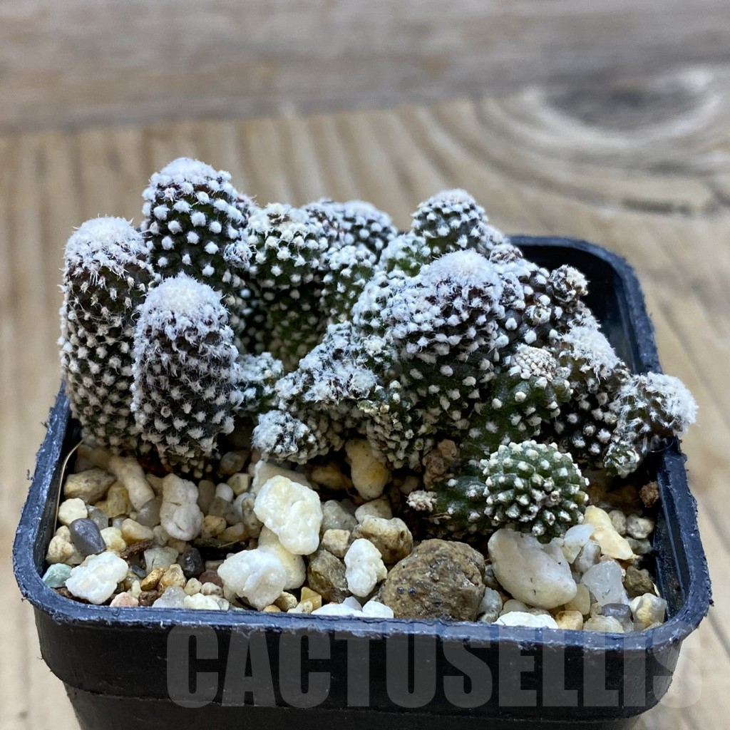 SH7968 Copiapoa tenuissima f. monstruosa - Image 2