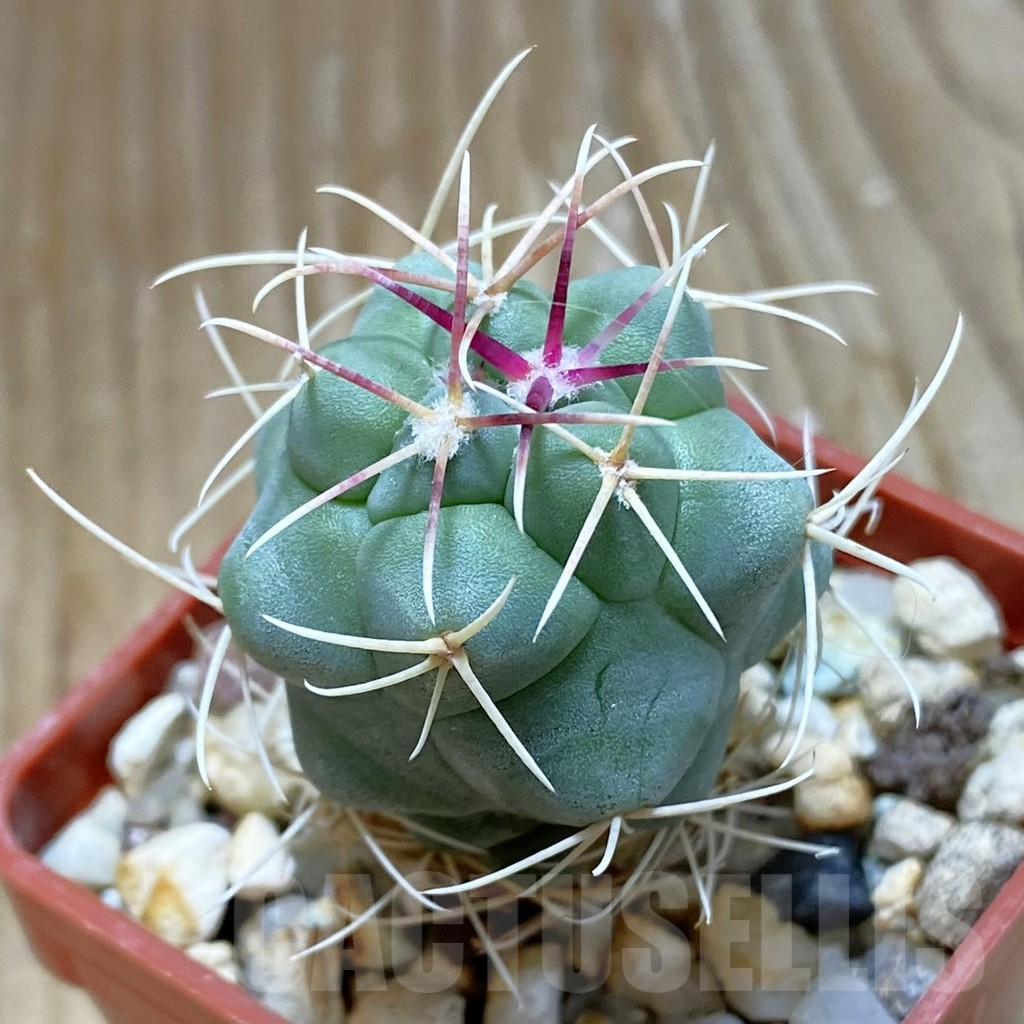 SH8094 Thelocactus heterochromus -Japan-
