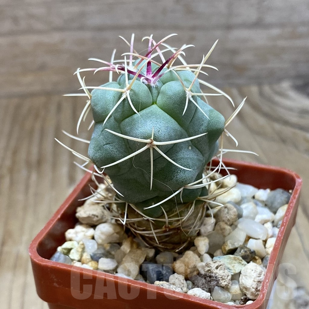 SH8094 Thelocactus heterochromus -Japan- - Image 2
