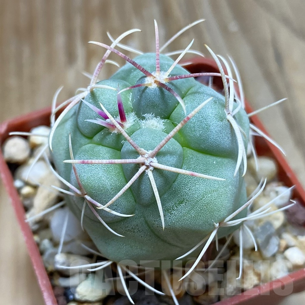 SH8095 Thelocactus heterochromus -Japan-