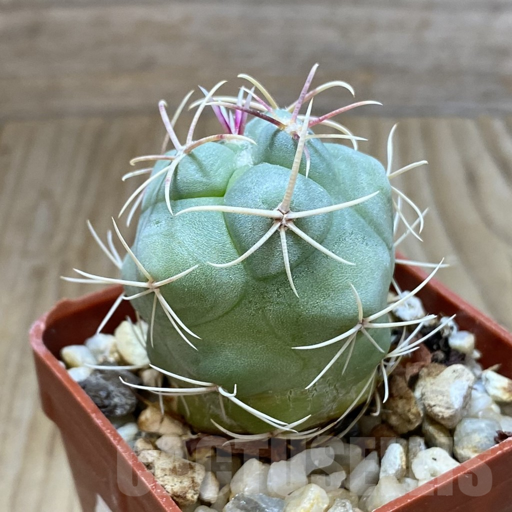 SH8095 Thelocactus heterochromus -Japan- - Image 2