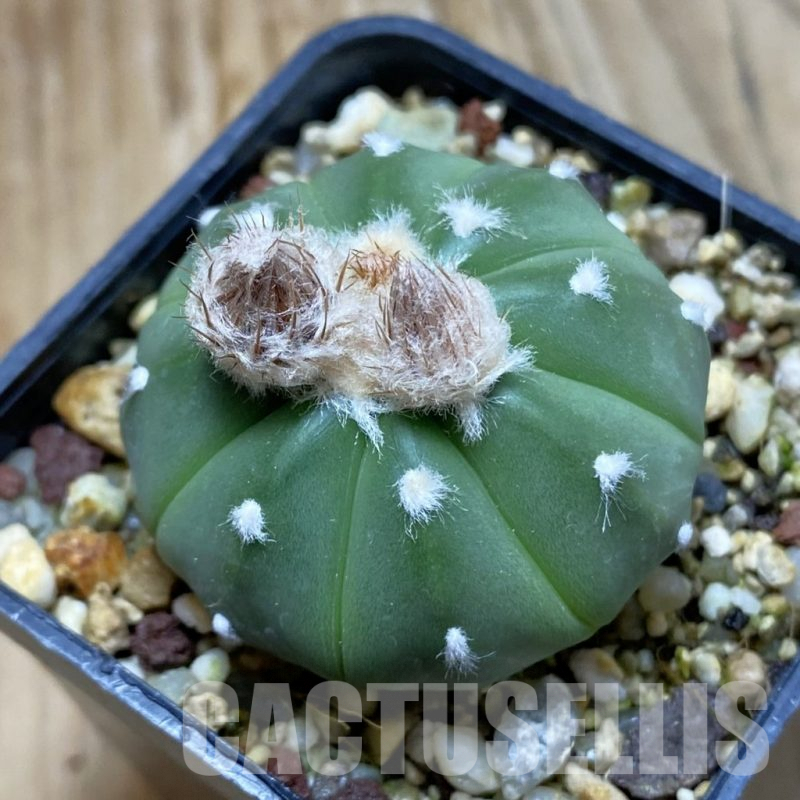 SH8097 Astrophytum asterias f. nudum hybrid