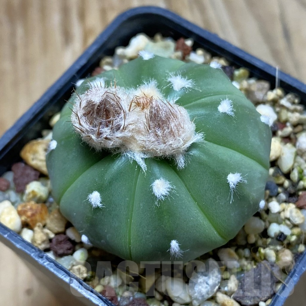 SH8097 Astrophytum asterias f. nudum hybrid