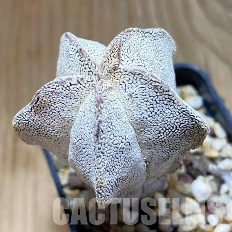 SH8064 Astrophytum myriostigma ‘Onzuka’ V-Type