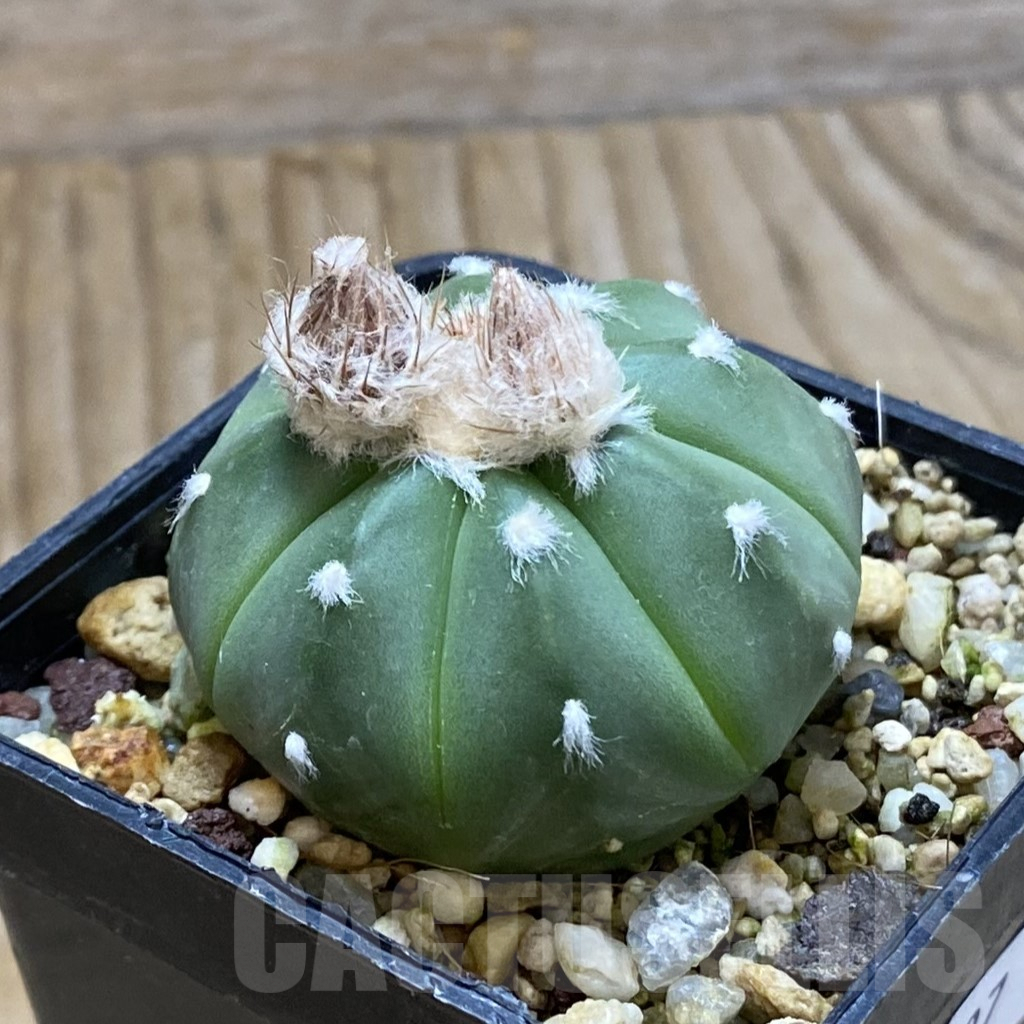 SH8097 Astrophytum asterias f. nudum hybrid - Image 2