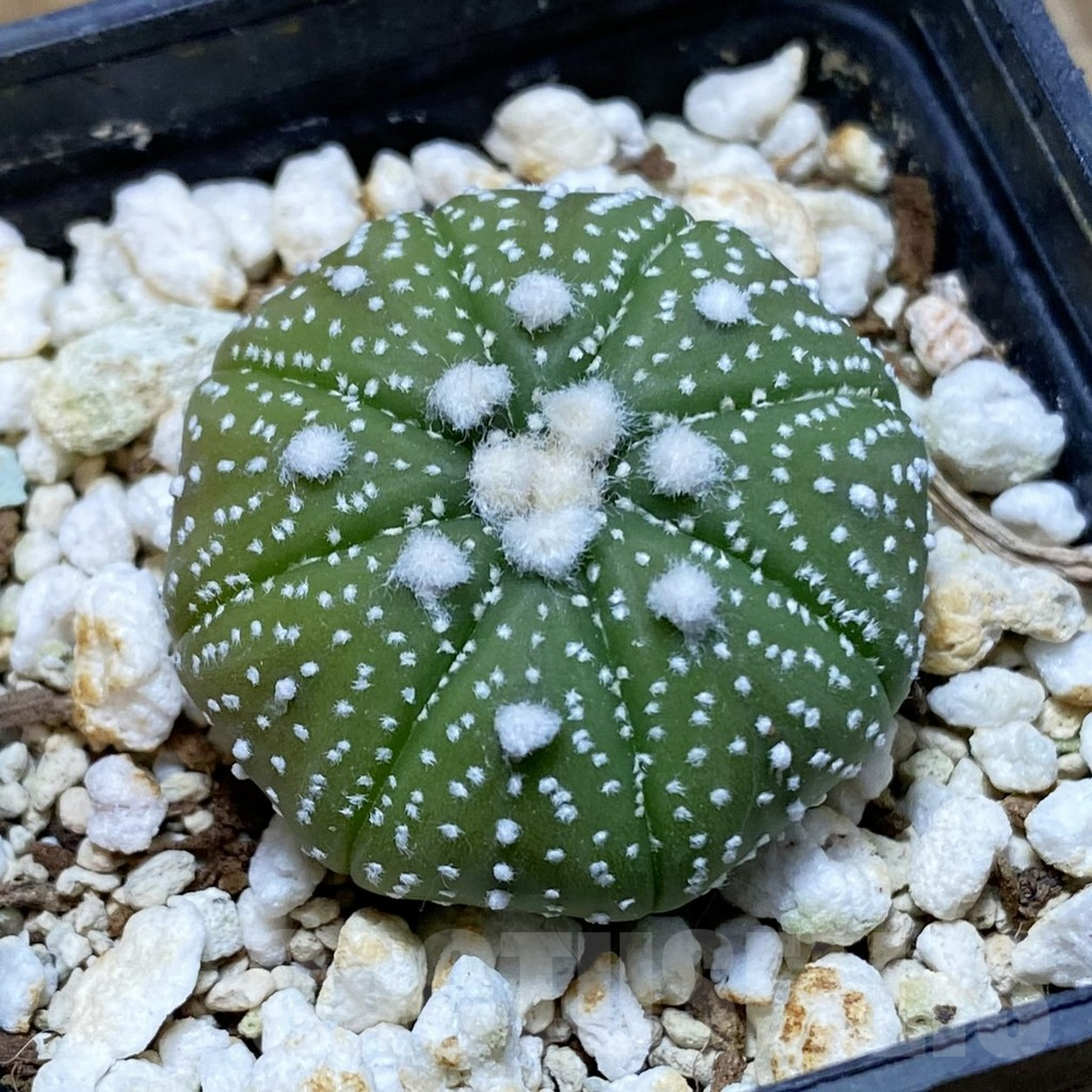 SH8099 Astrophytum asterias ‘Ooibo’ hybrid