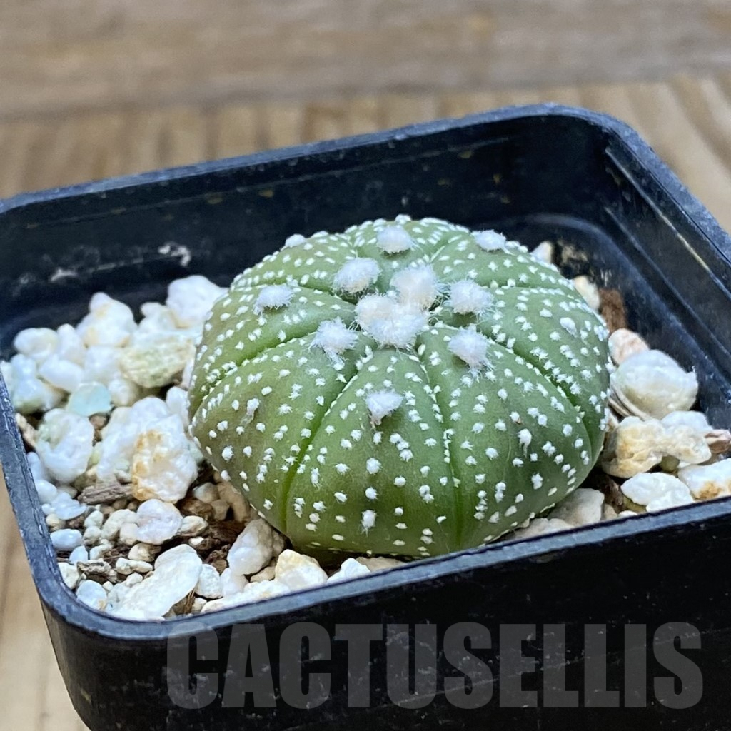 SH8099 Astrophytum asterias ‘Ooibo’ hybrid - Imagen 2