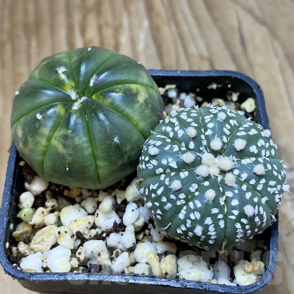 SH8100 Astrophytum asterias mix, 2 plants