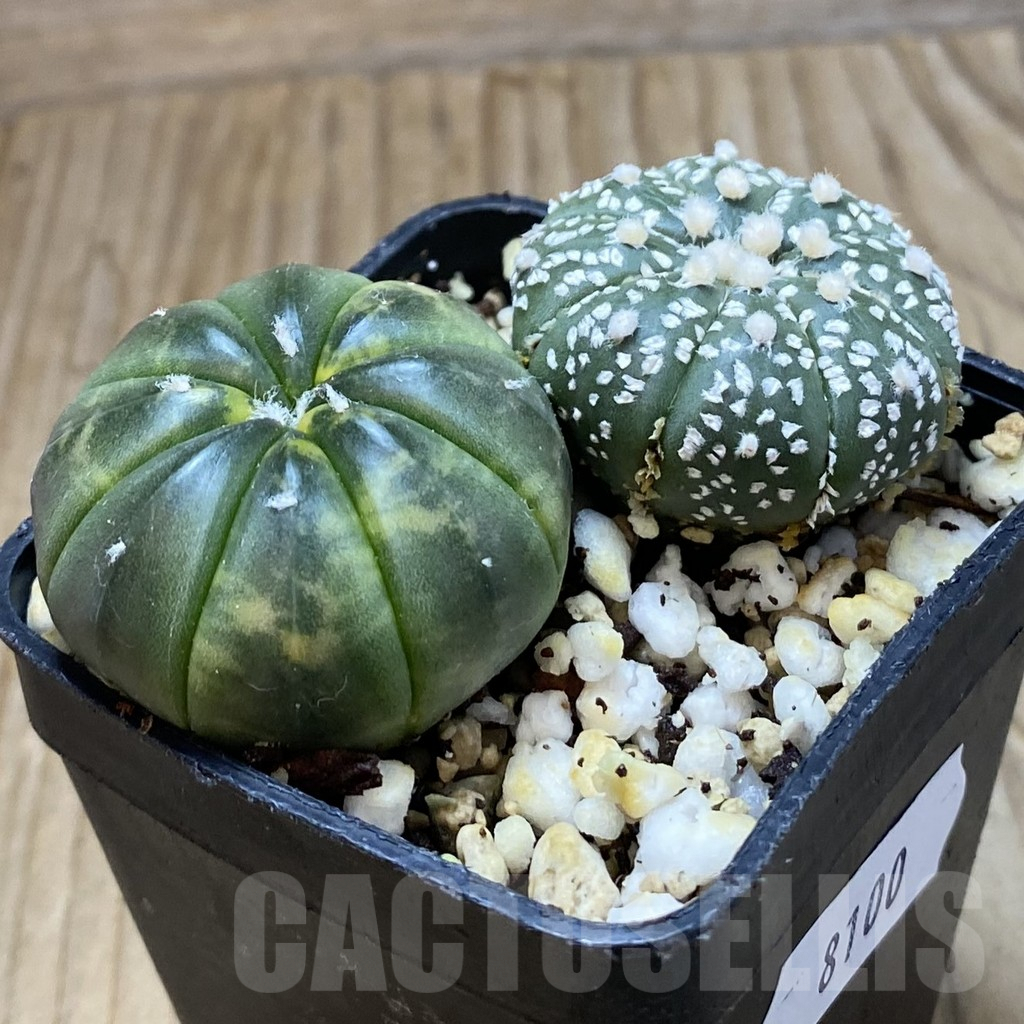 SH8100 Astrophytum asterias mix, 2 plants - Image 2