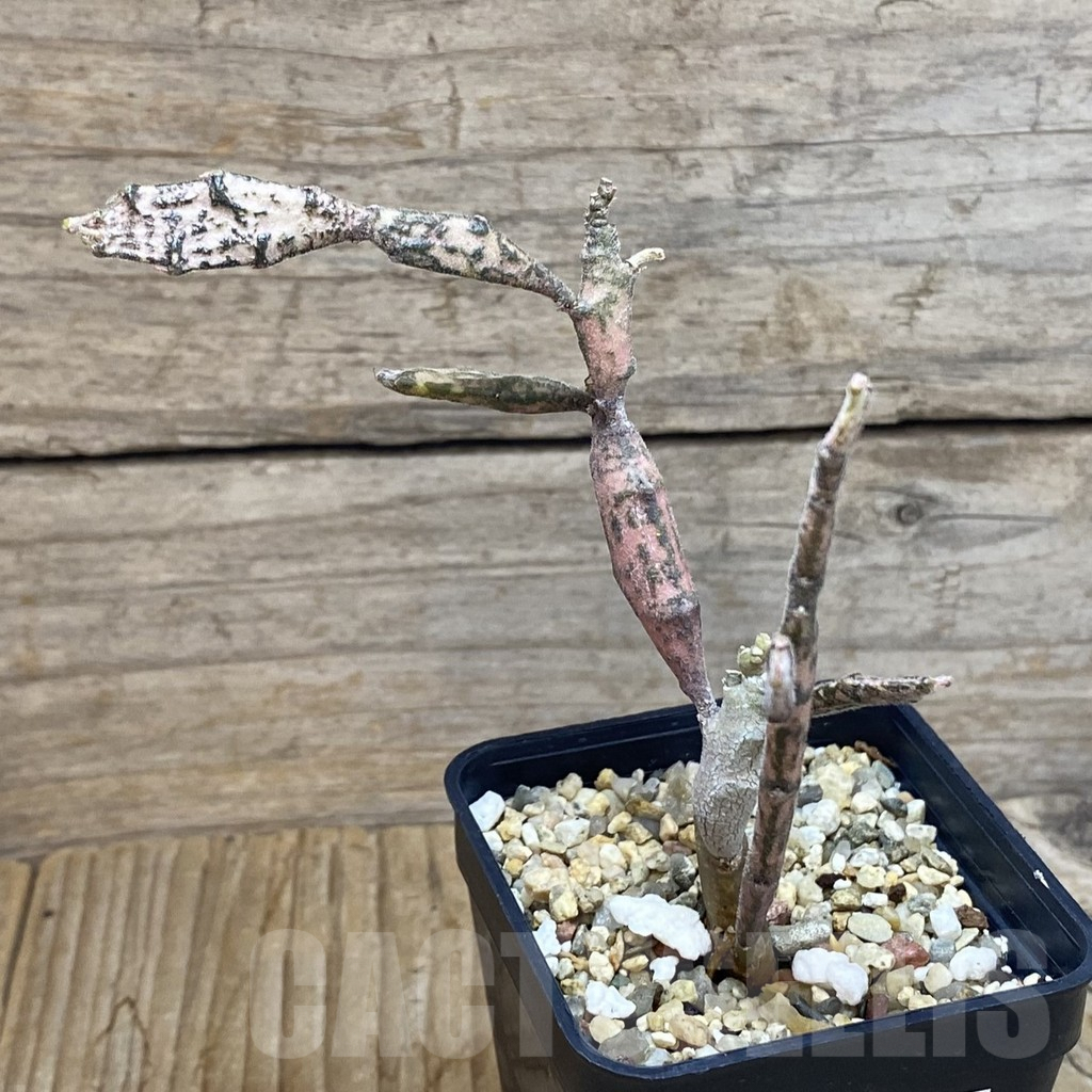 SH8102 Euphorbia platyclada – Bild 2