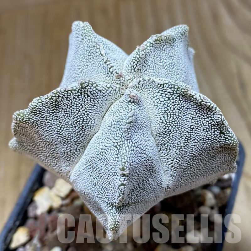 SH8065 Astrophytum myriostigma ‘Onzuka’ 'Kikko'