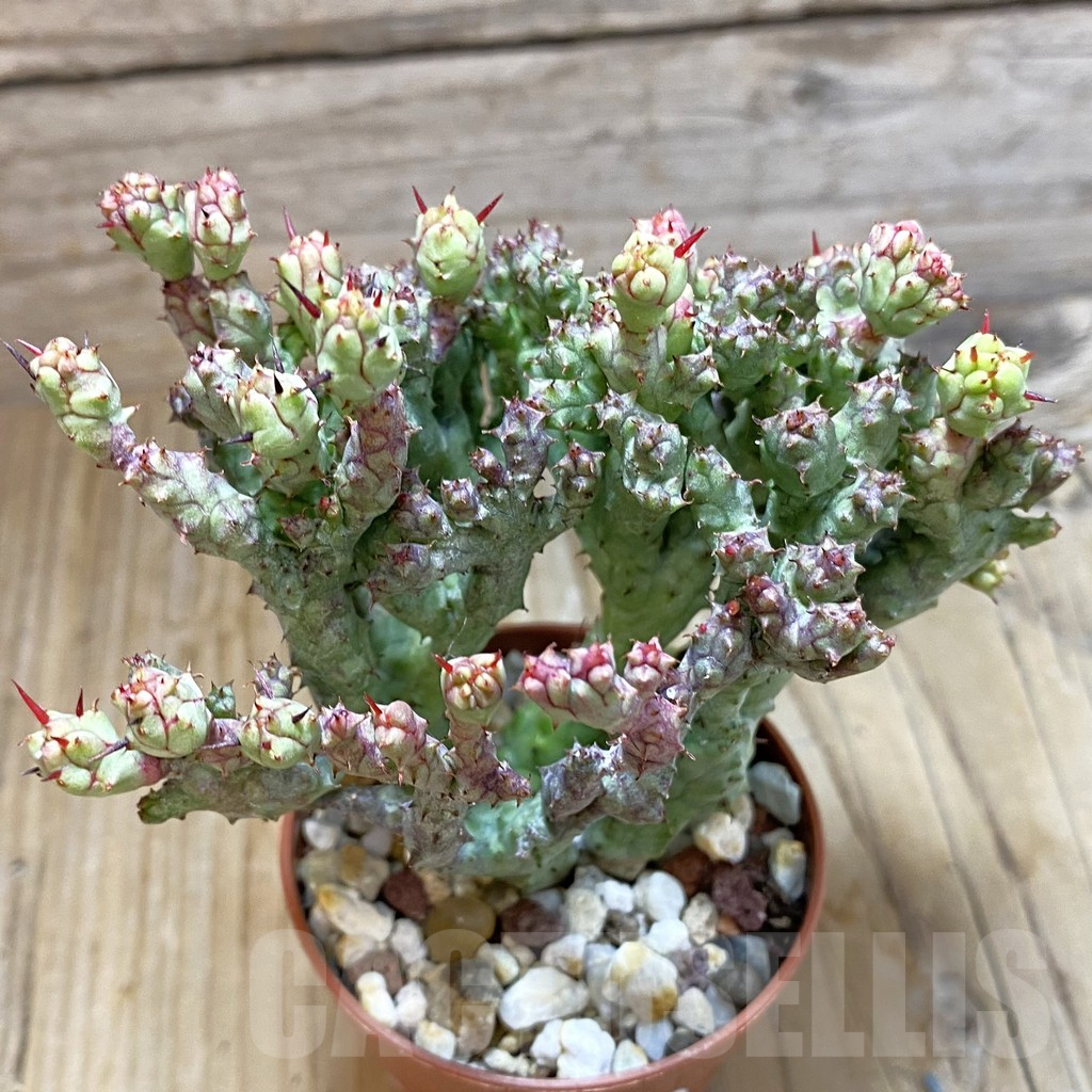 SH8112 Euphorbia enopla ‘Coral’