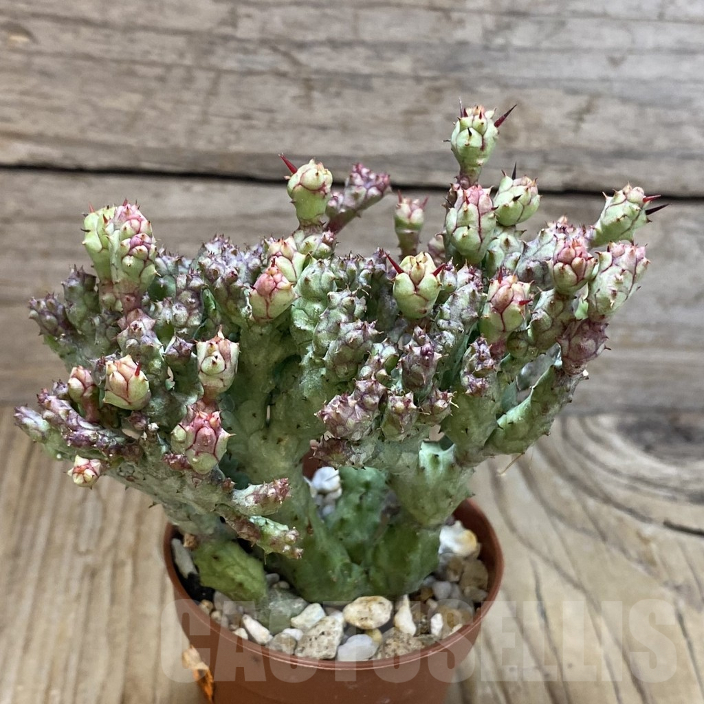 SH8112 Euphorbia enopla ‘Coral’ - Image 2