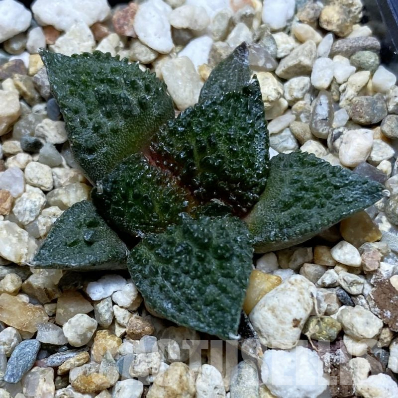 SH8113 Ariocarpus fissuratus ‘Godzilla’ hybrid, seedling