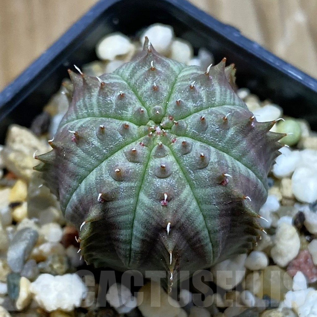 SH8118 Euphorbia susannae x obesa, seedling