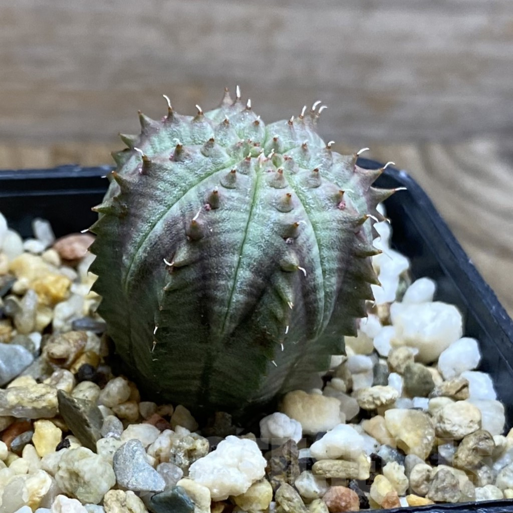 SH8118 Euphorbia susannae x obesa, seedling - immagine 2