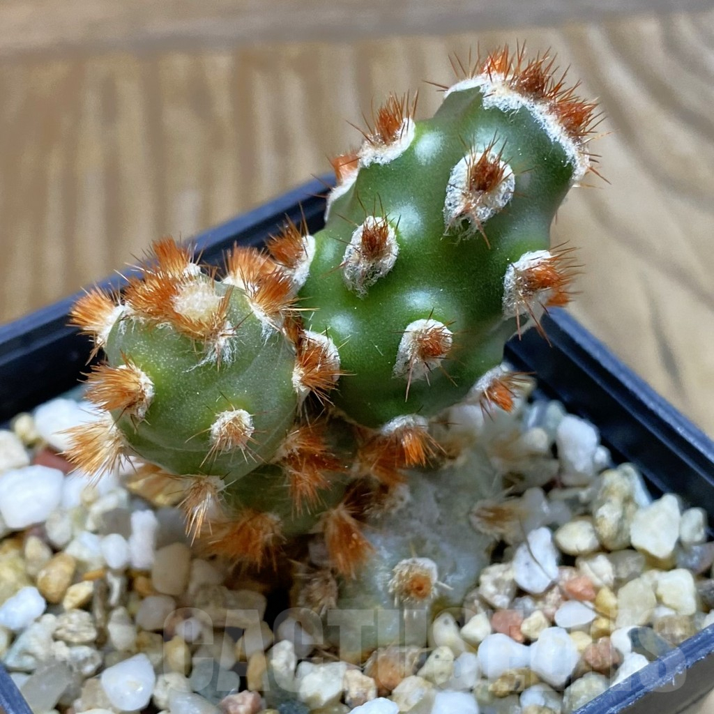 SH8121 Tephrocactus molinensis - Image 2