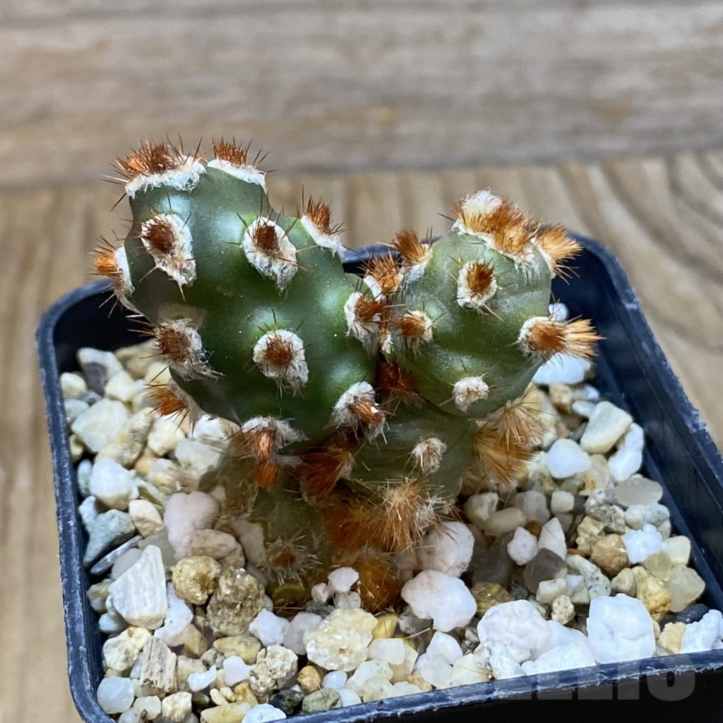 SH8121 Tephrocactus molinensis - Image 3